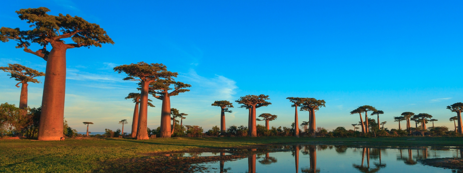 Baobab bomen in Madagaskar