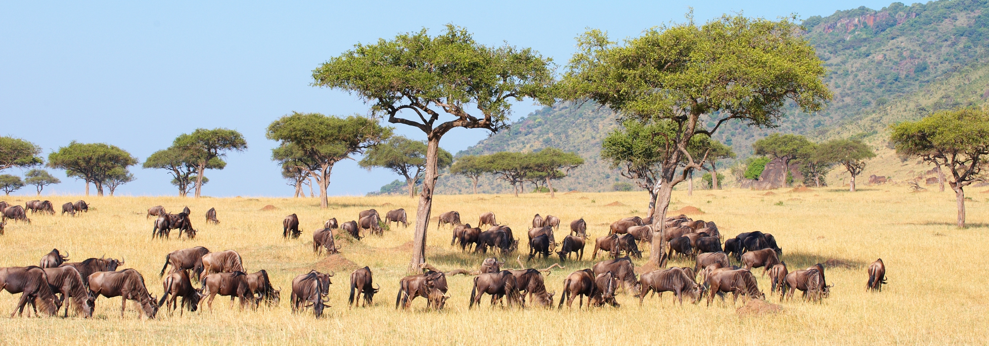 zuid afrika gnoes op de savanne