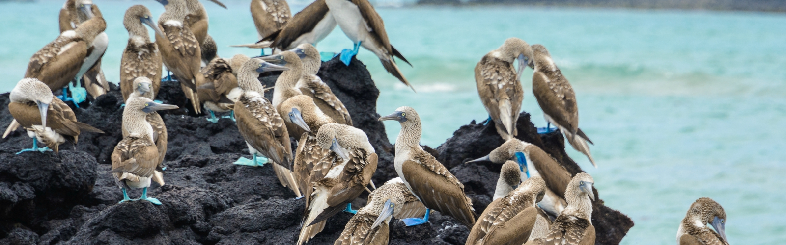 Galapagos blauwvoetgent vogels met blauwe voeten op rotsen
