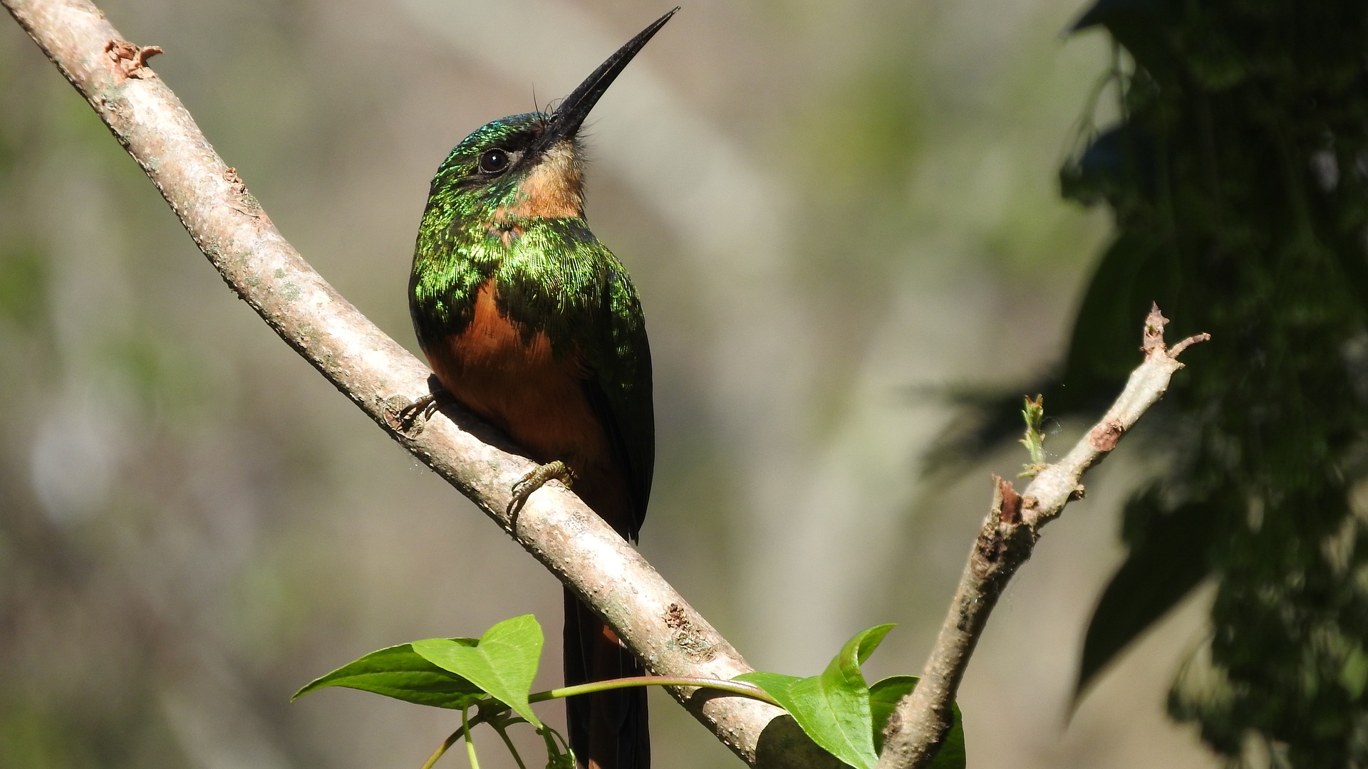 kolibrie in de jungle in ecuador