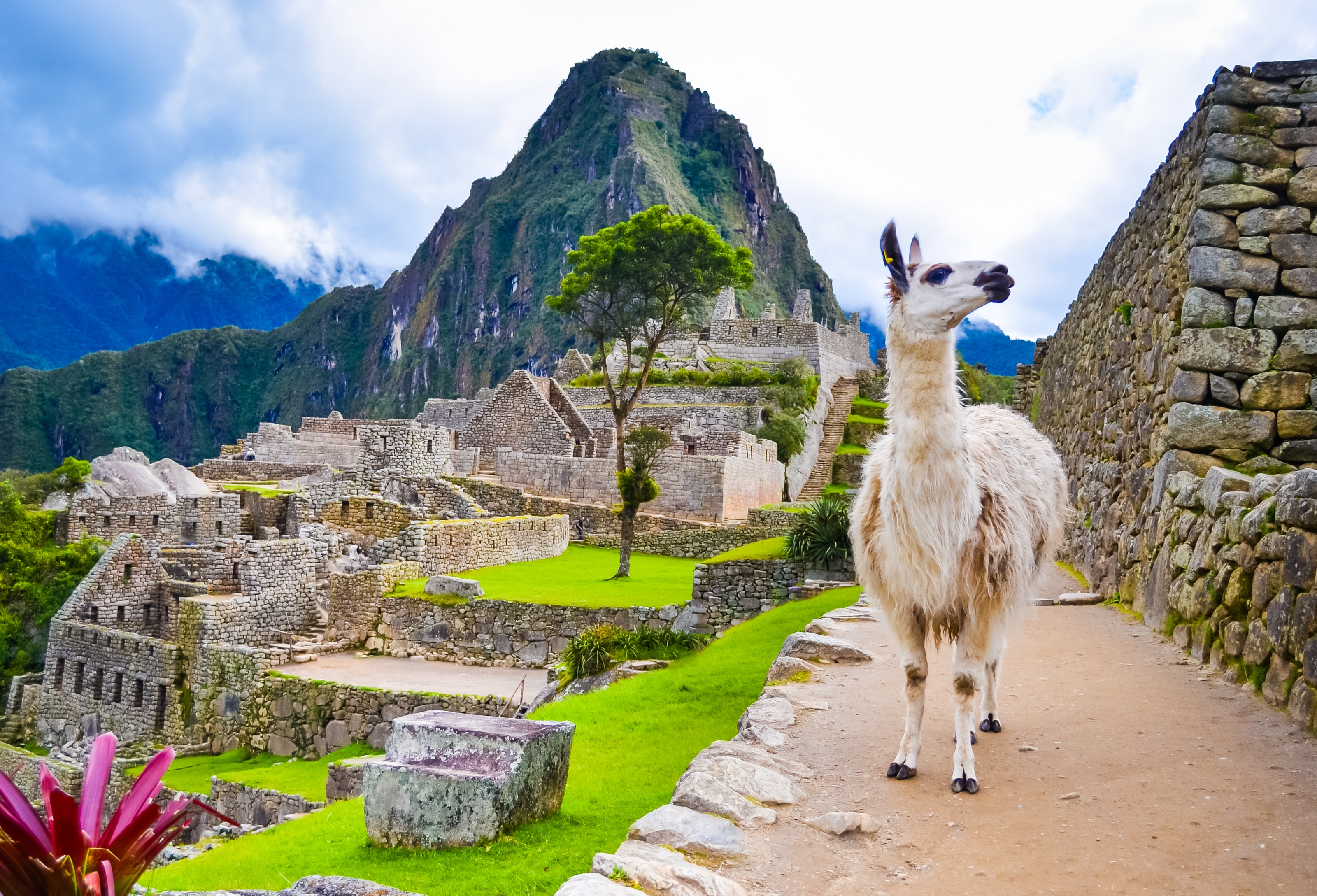 lama bij de ruïnes van machu picchu in peru