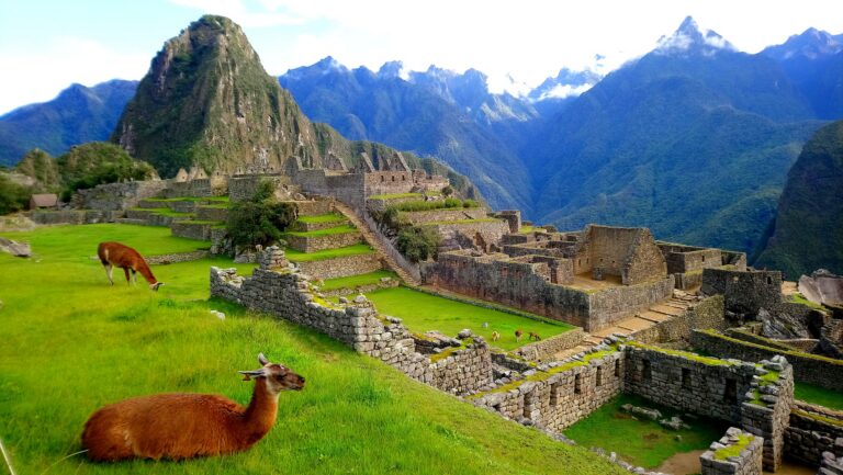 lama ligt op het gras bij de ruïnes van machu picchu in peru