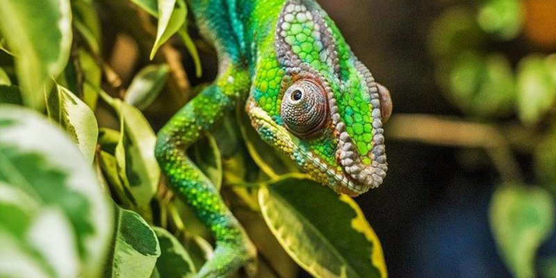 groene kameleon op een plant in de bossen van madagaskar