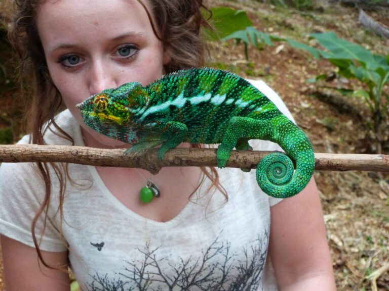 Reiziger kijkend naar een leguaan op tak in Madagaskar