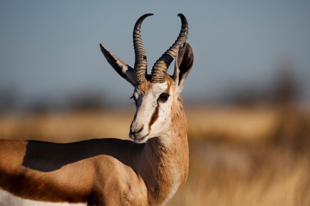 oryx op droge vlakte