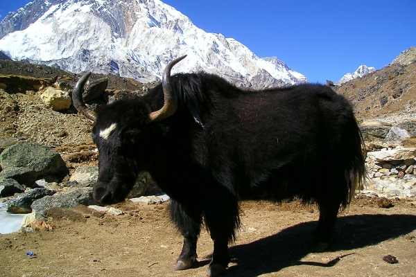 Trekking yak in Mohare Danda, Nepal
