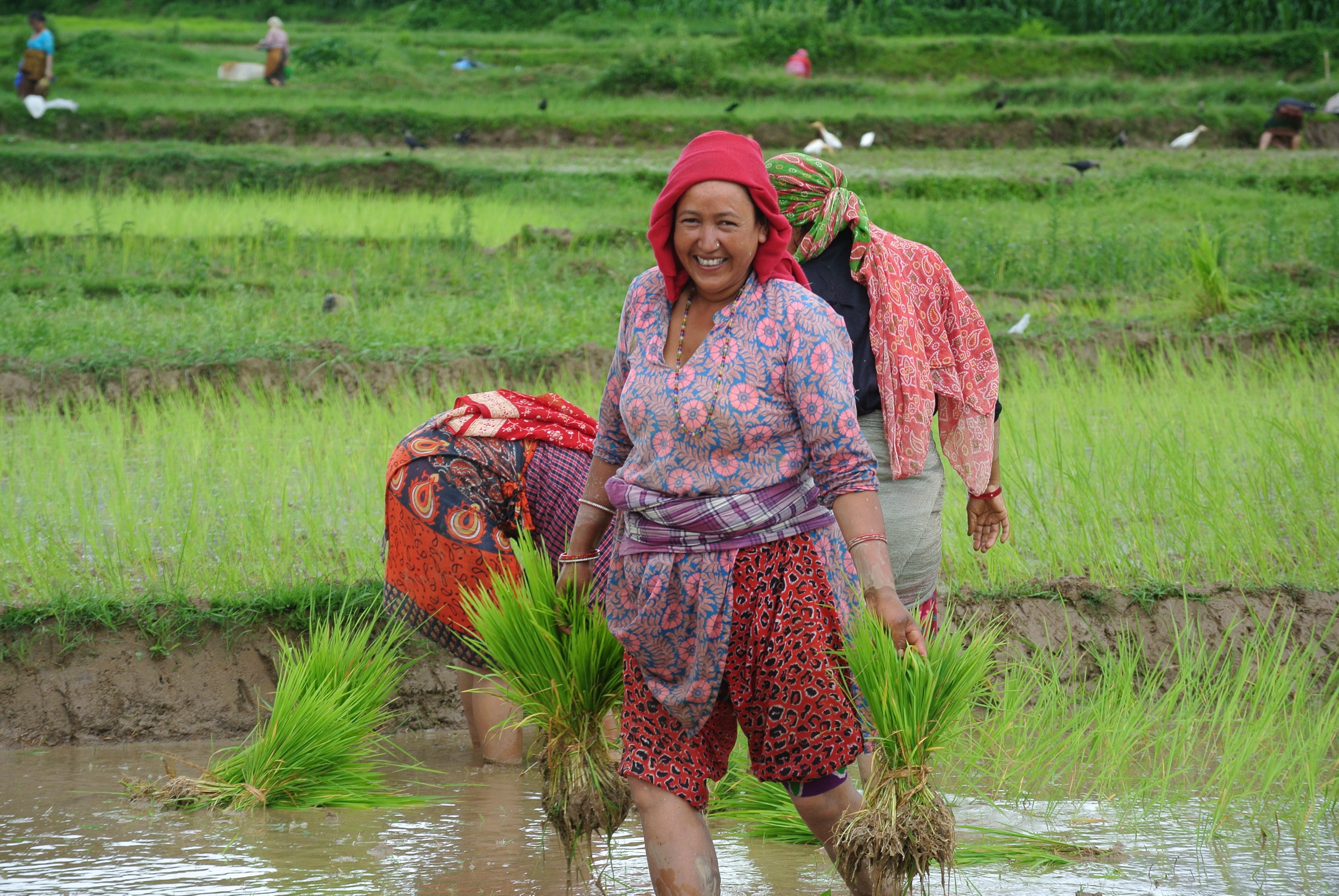 Nepalrijst
