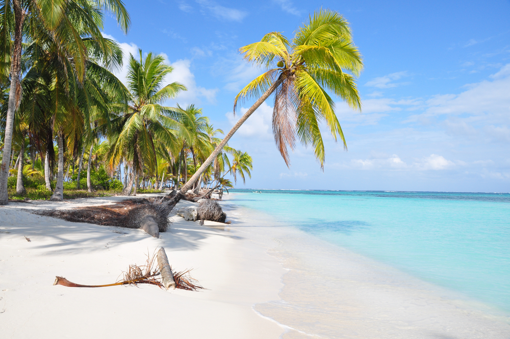 strand met palmboom in san blas panama