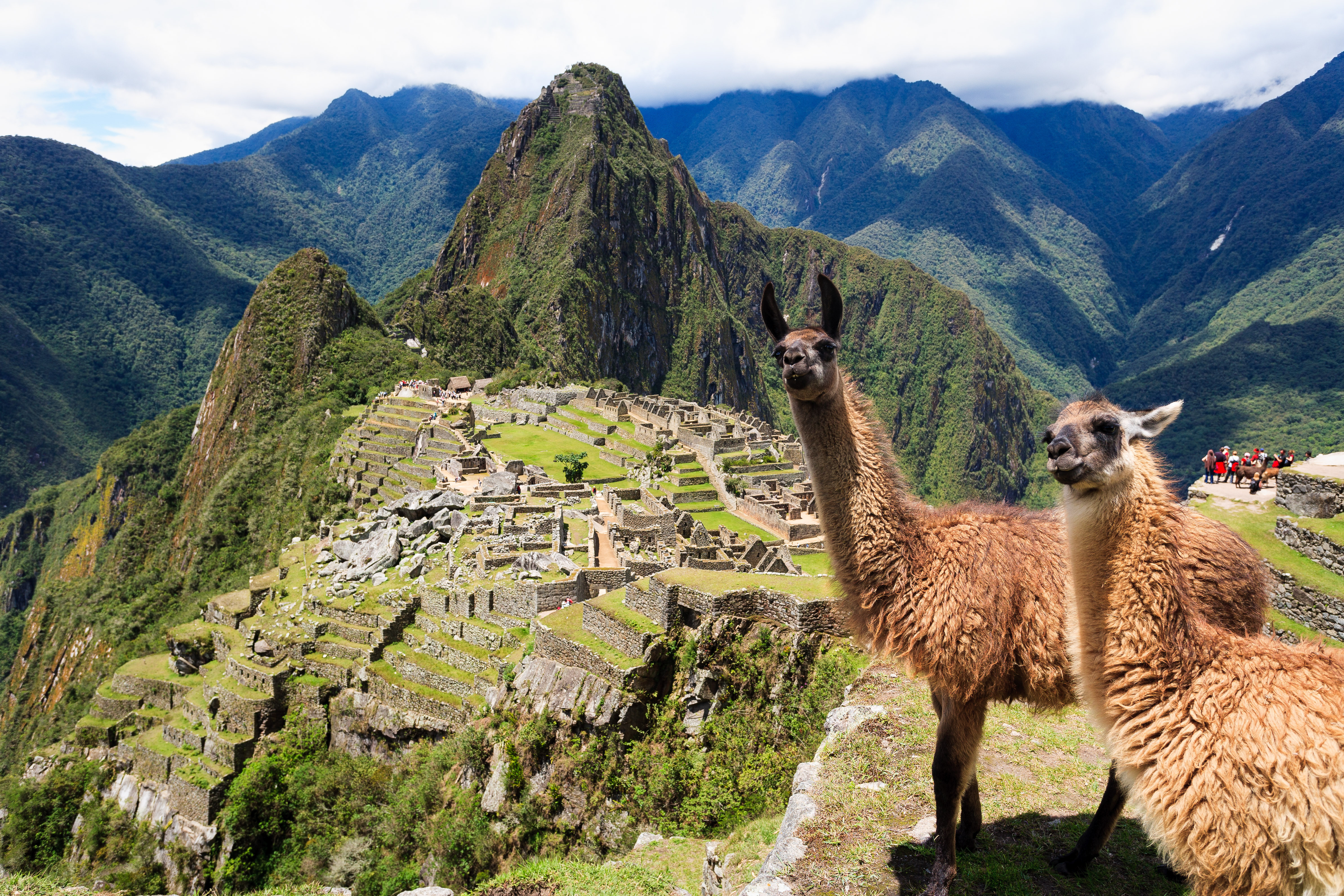 lama's op een rots met op de achtergrond de ruïnes van machu picchu