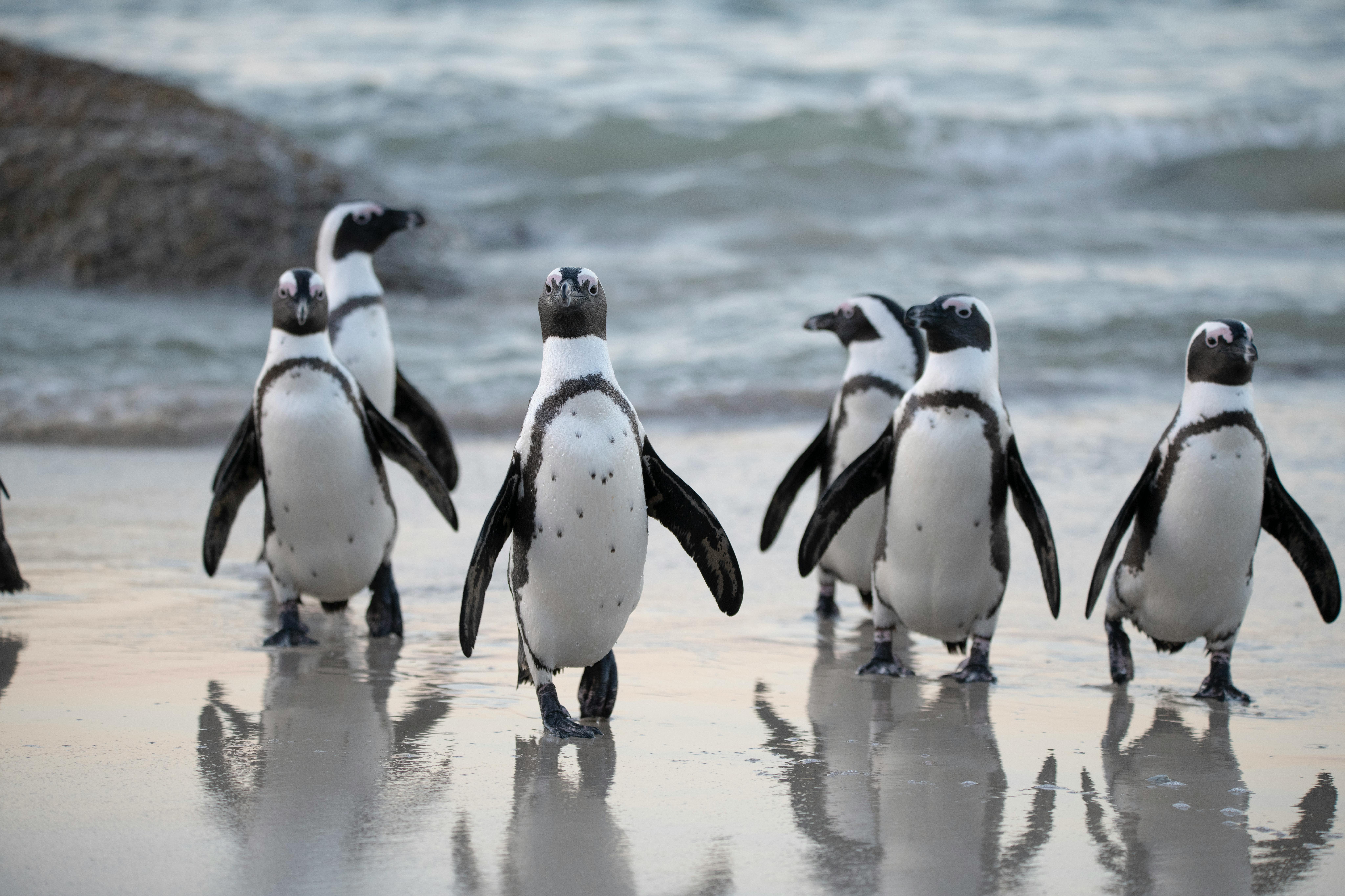 pinguins op het strand bij kaapstad in zuid-afrika