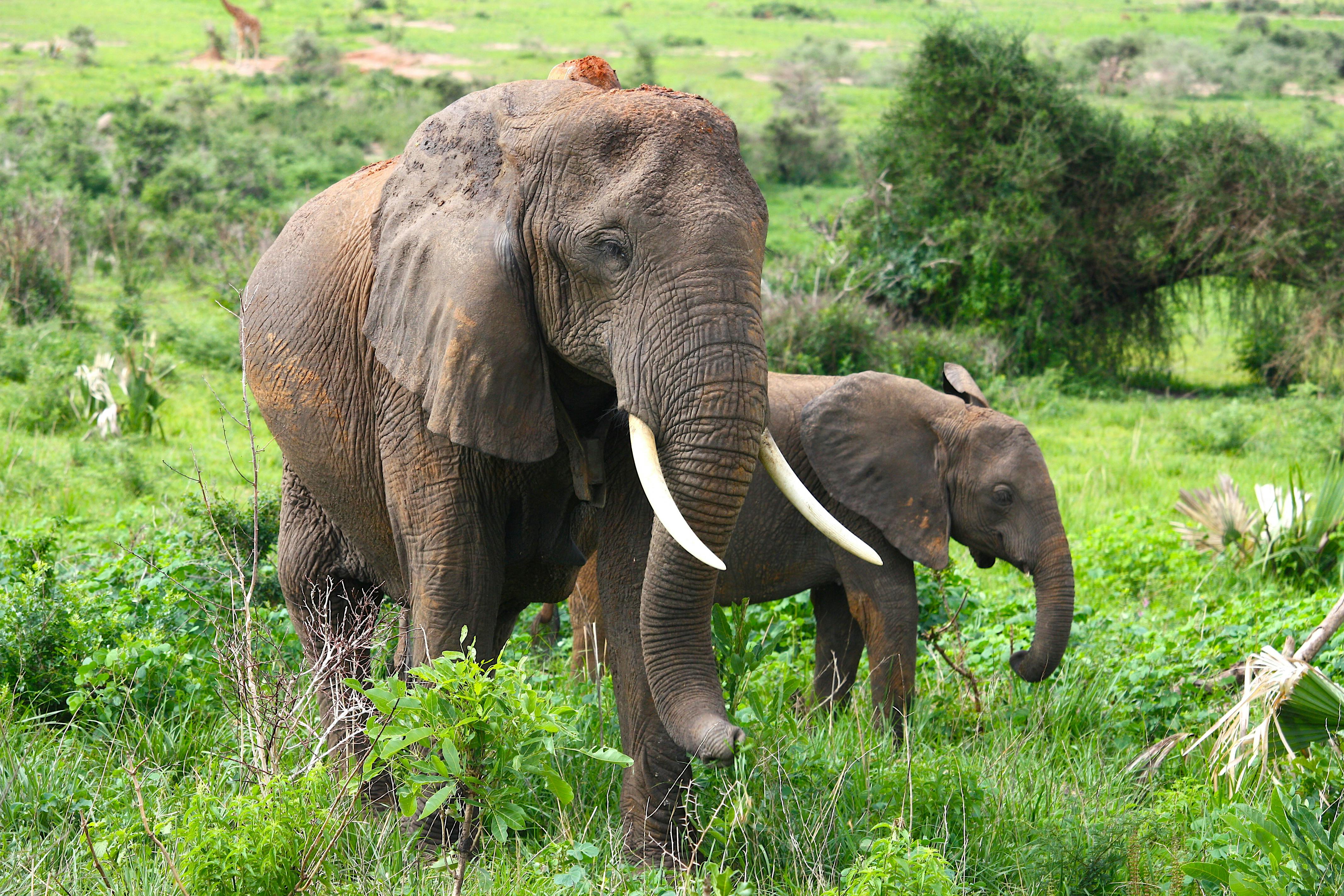 olifant met kleintje in zuid-afrika