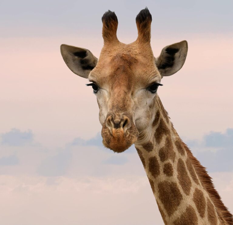 giraffenhoofd