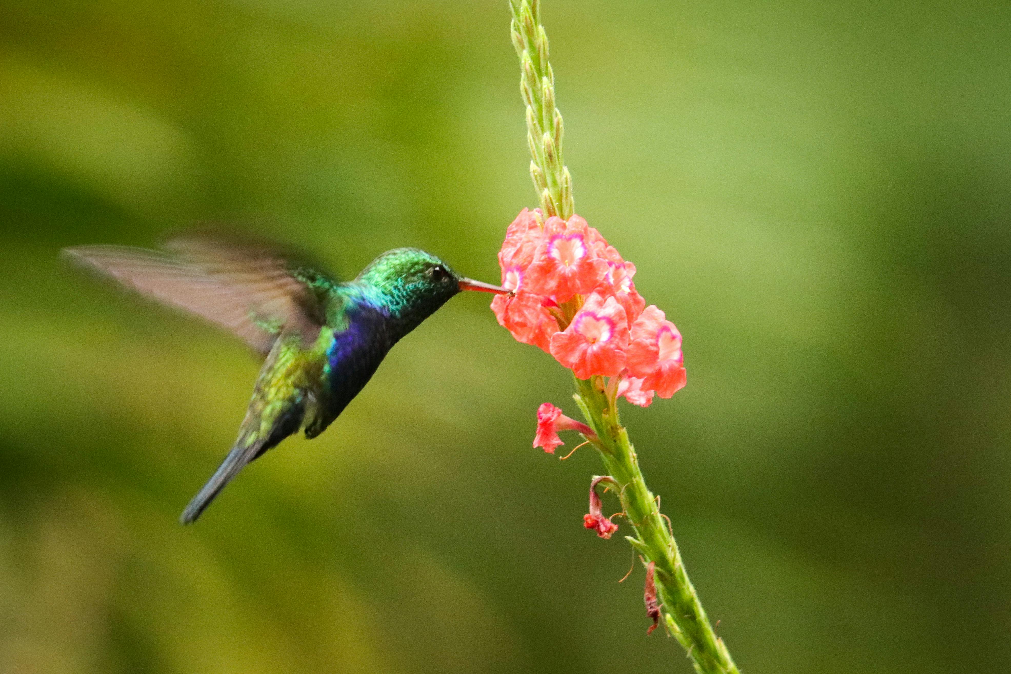 kolibri fladdert bij roze bloem
