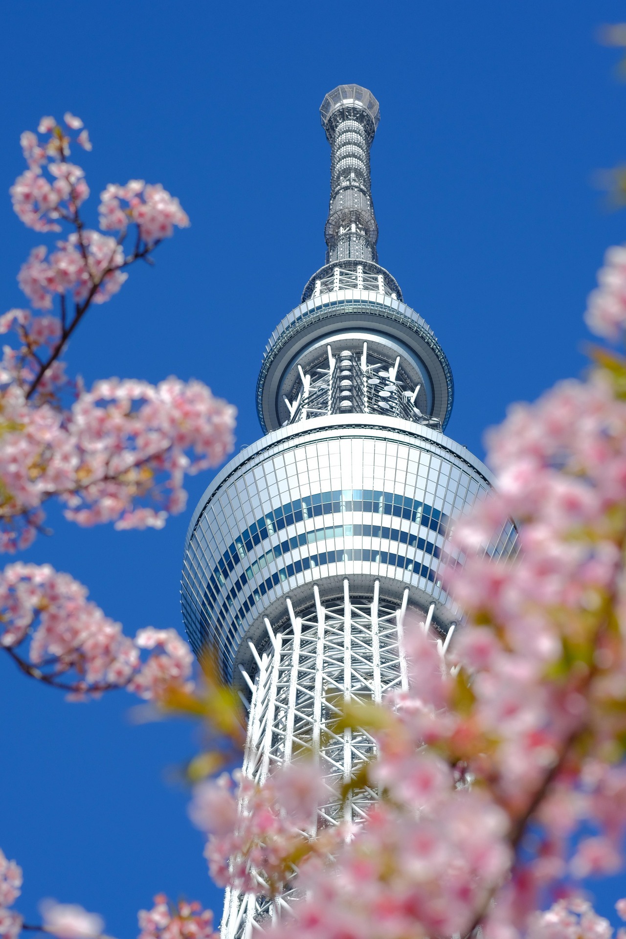 Tokyo's futuristische Skytree tussen roze bloesems en voor strakblauwe lucht