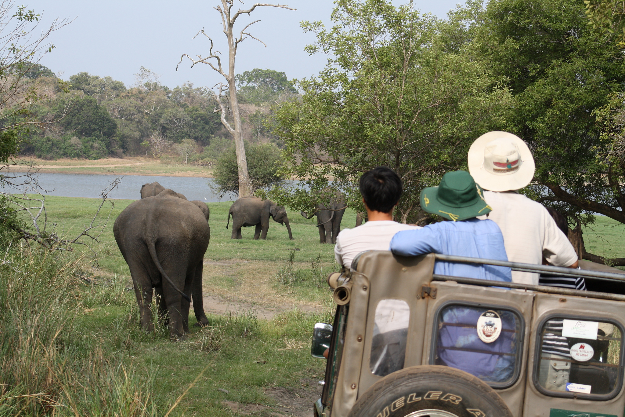 Safari auto rijdend langs olifanten