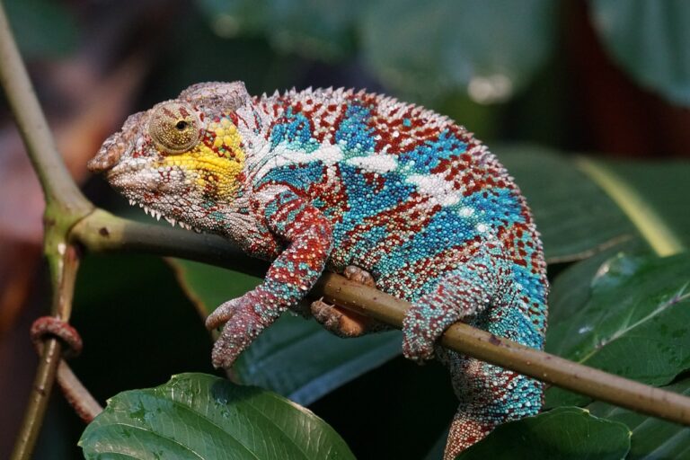Kameleon op tak tussen de bladeren in Madagaskar