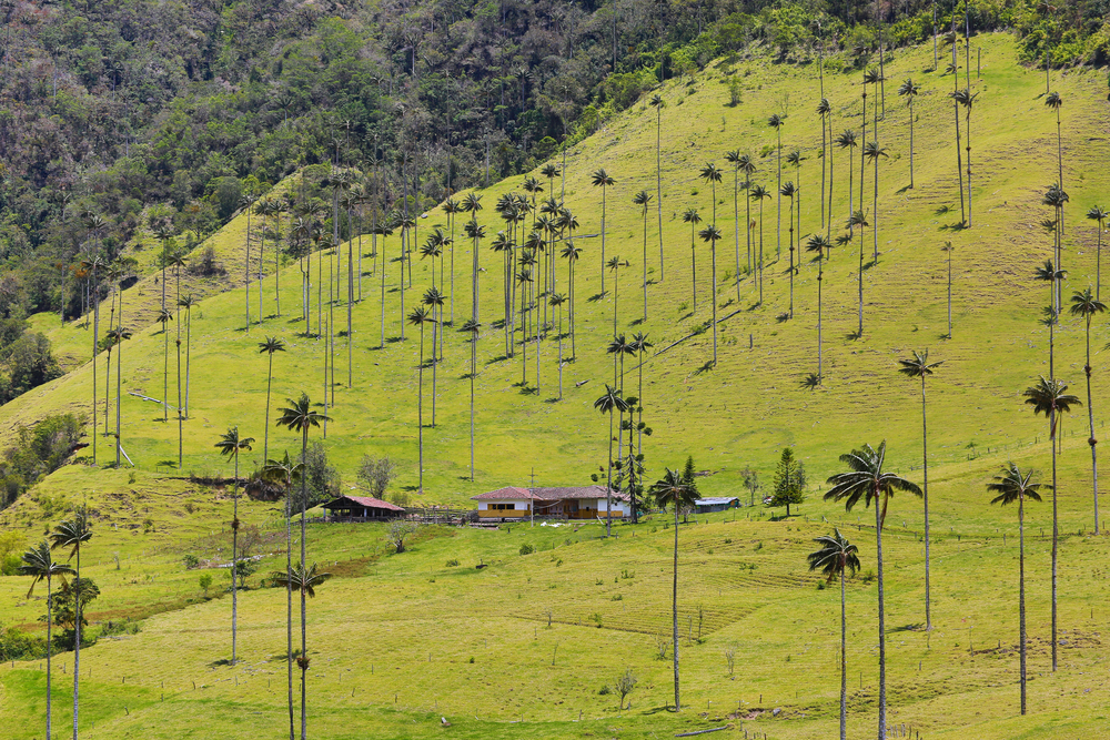 groene cocora vallei met palmbomen in colombia