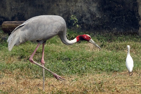 Sarus jungle in Cambodja