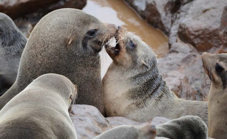 moeder en babyzeehondje bij cape cross