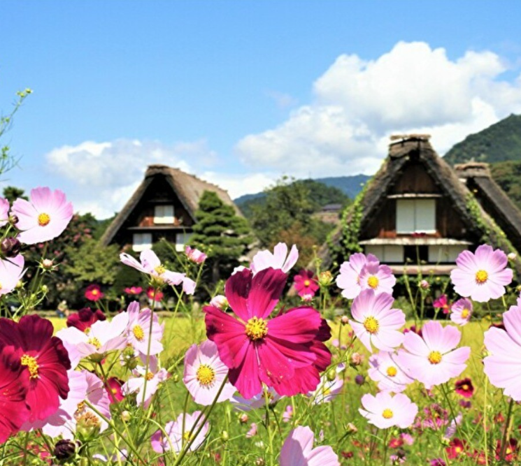 Het historische dorp Shirakawa-go in Japan, bekend om zijn traditionele huizen met rieten daken
