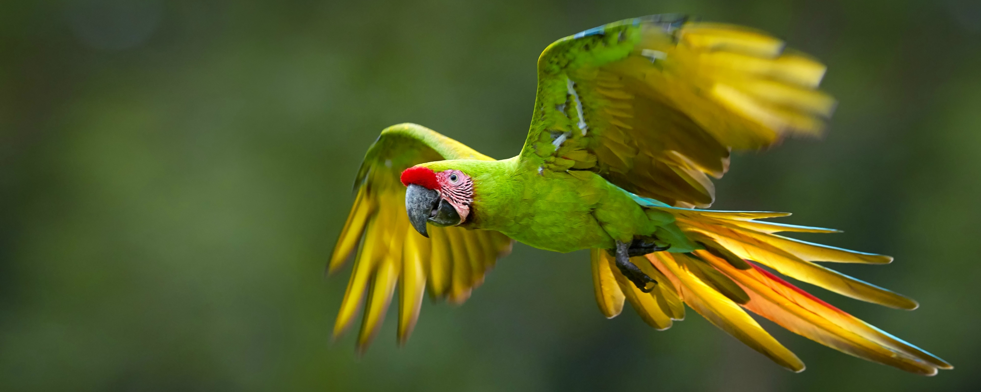 papegaai in Nicaragua