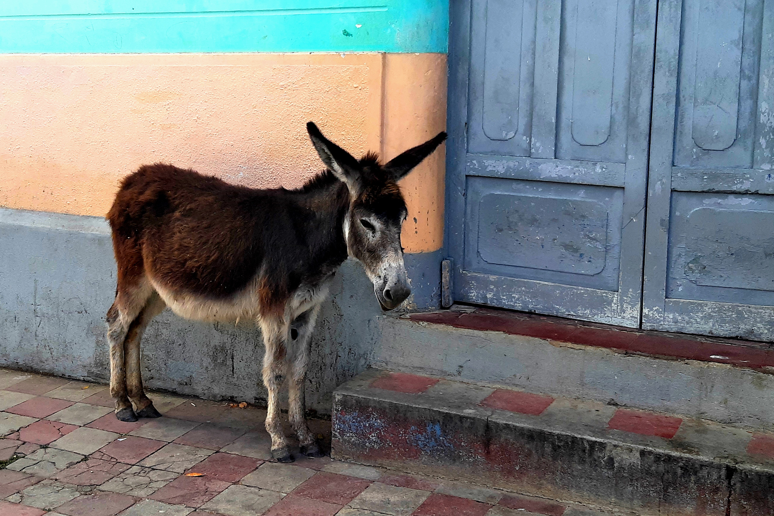 ezel op straat in Nicaragua