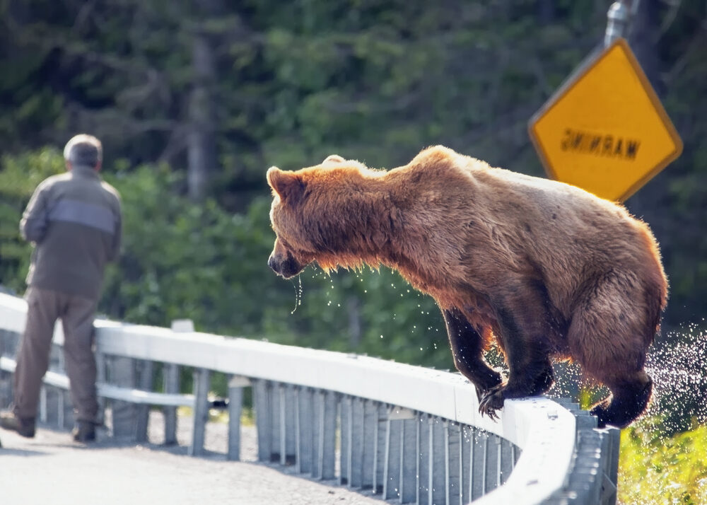 Alaska selfdrive