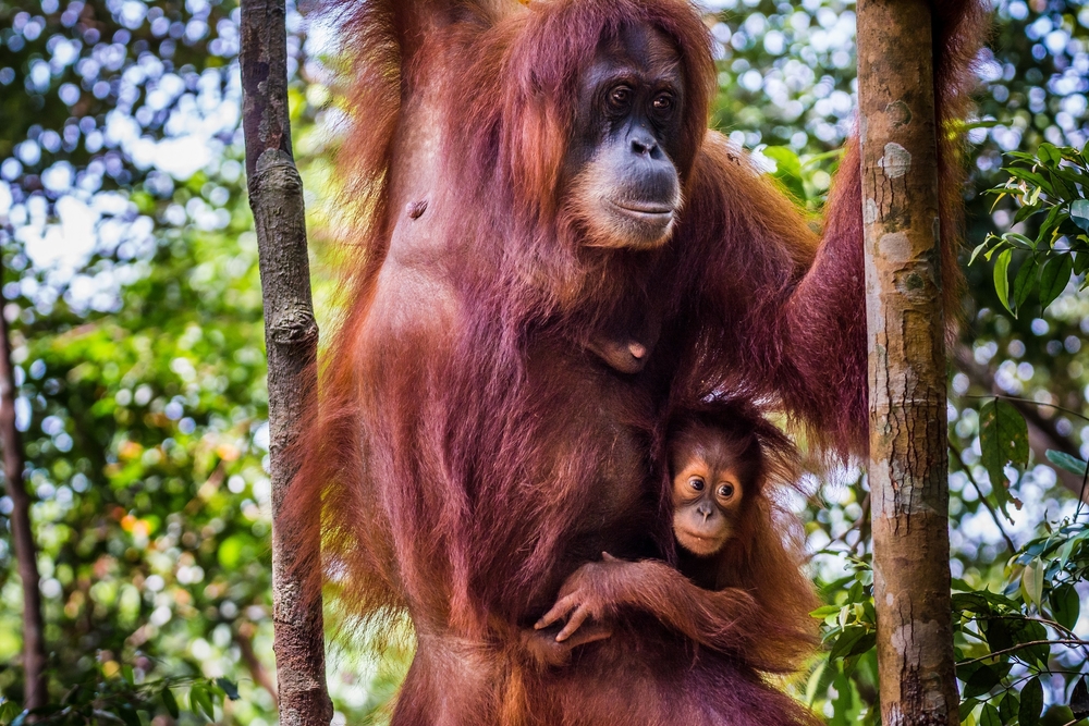 orang oetan met jong in oerwoud van Sumatra