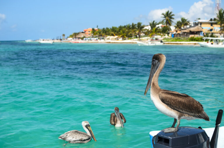 Bruine pelikanen dobberend op de zee met op de achtergrond de kustlijn in Mexico
