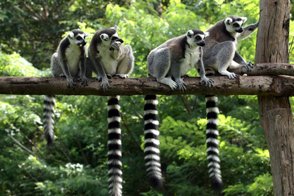 ringstaart lemuren apen zittend op een tak op madagaskar