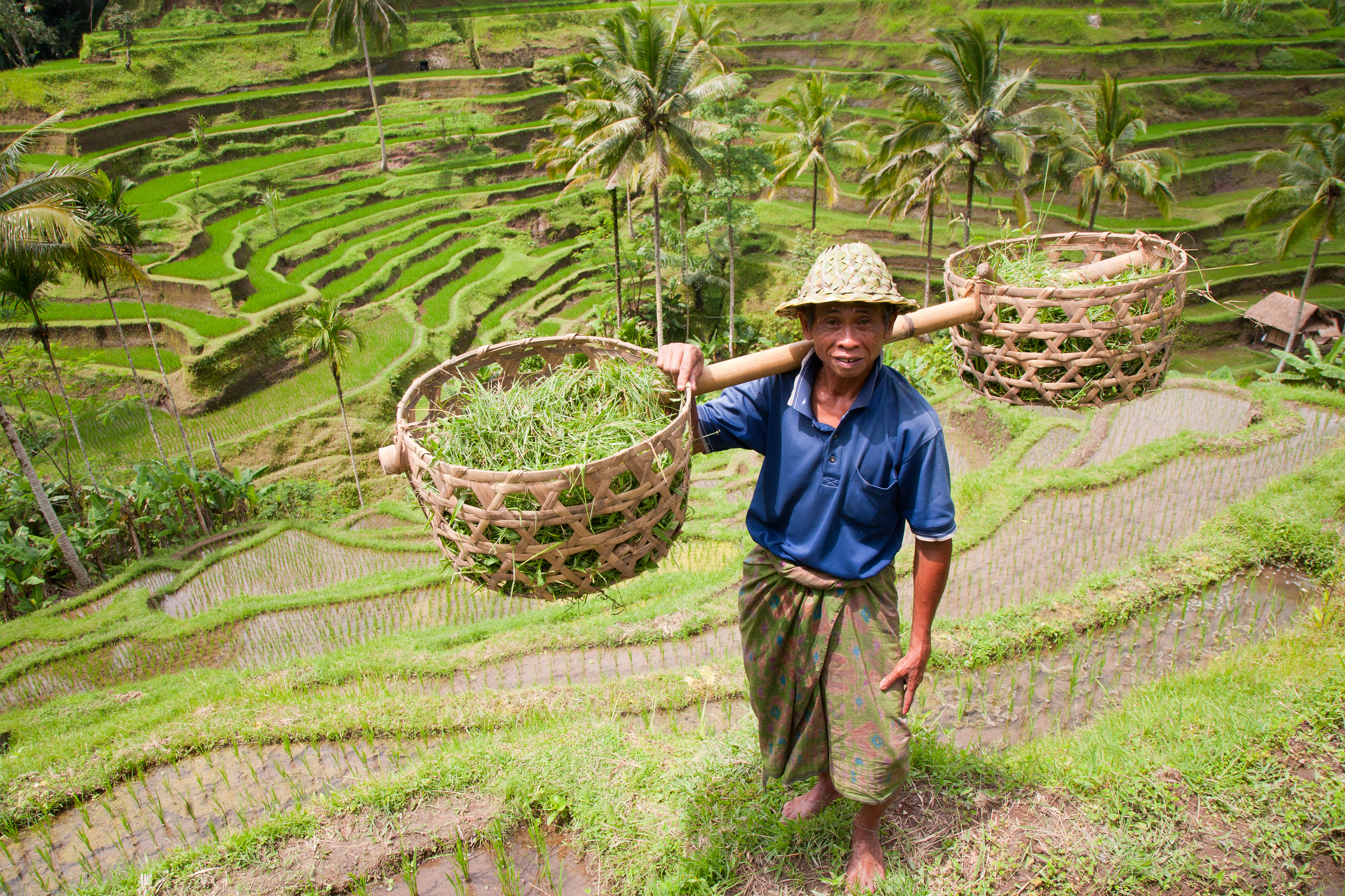 boer aan het werk op rijstvelden op bali