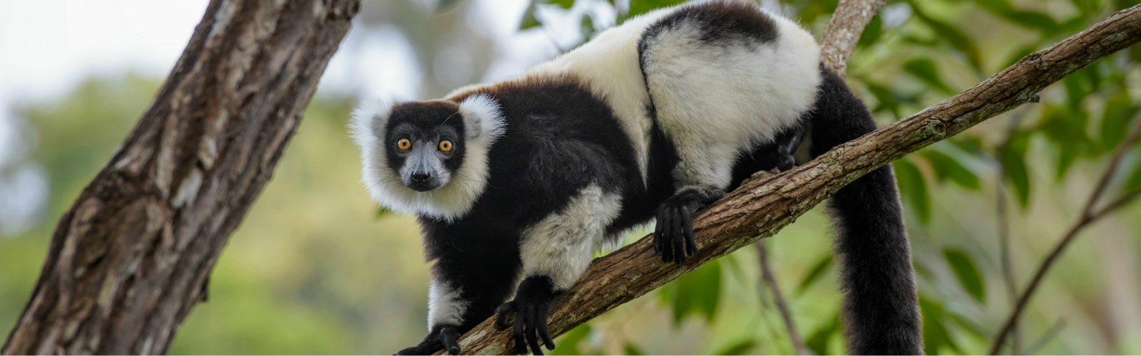 lemur aap in een boom in madagaskar