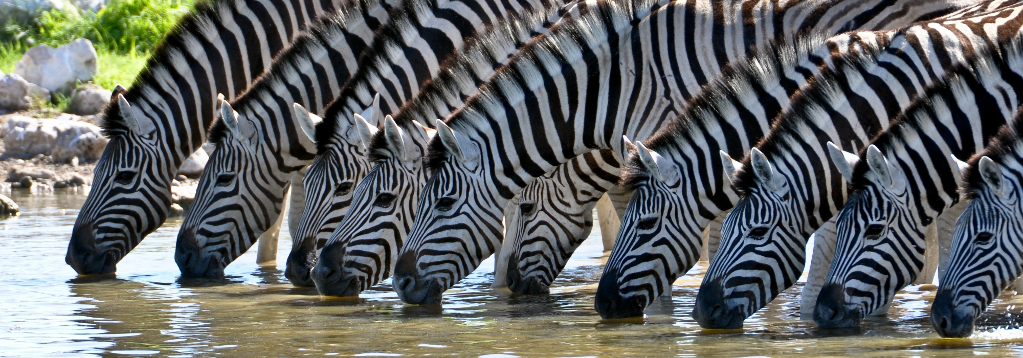 zebra's op een rij drinken uit een beek in Zuid-Afrika