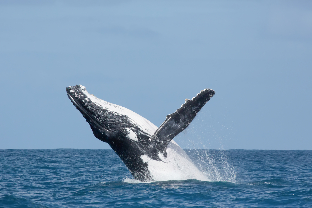 walvis springt uit het water bij st mary's island madagaskar