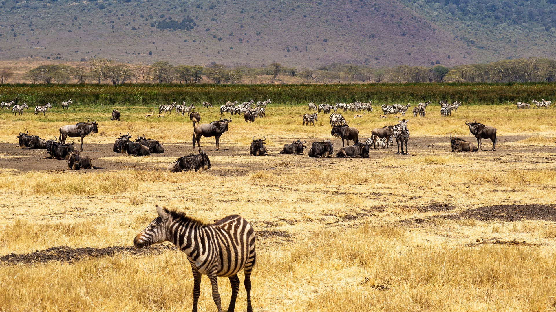 Zebra in Tanzania
