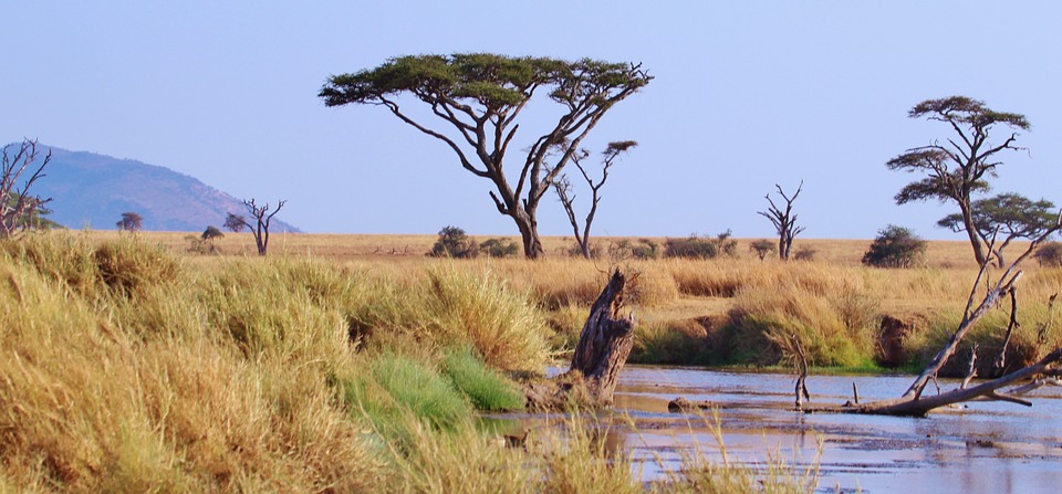Een boom in Serengeti Tanzania