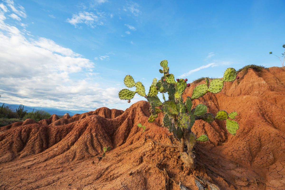 woestijn met oranje rotsen en een cactus