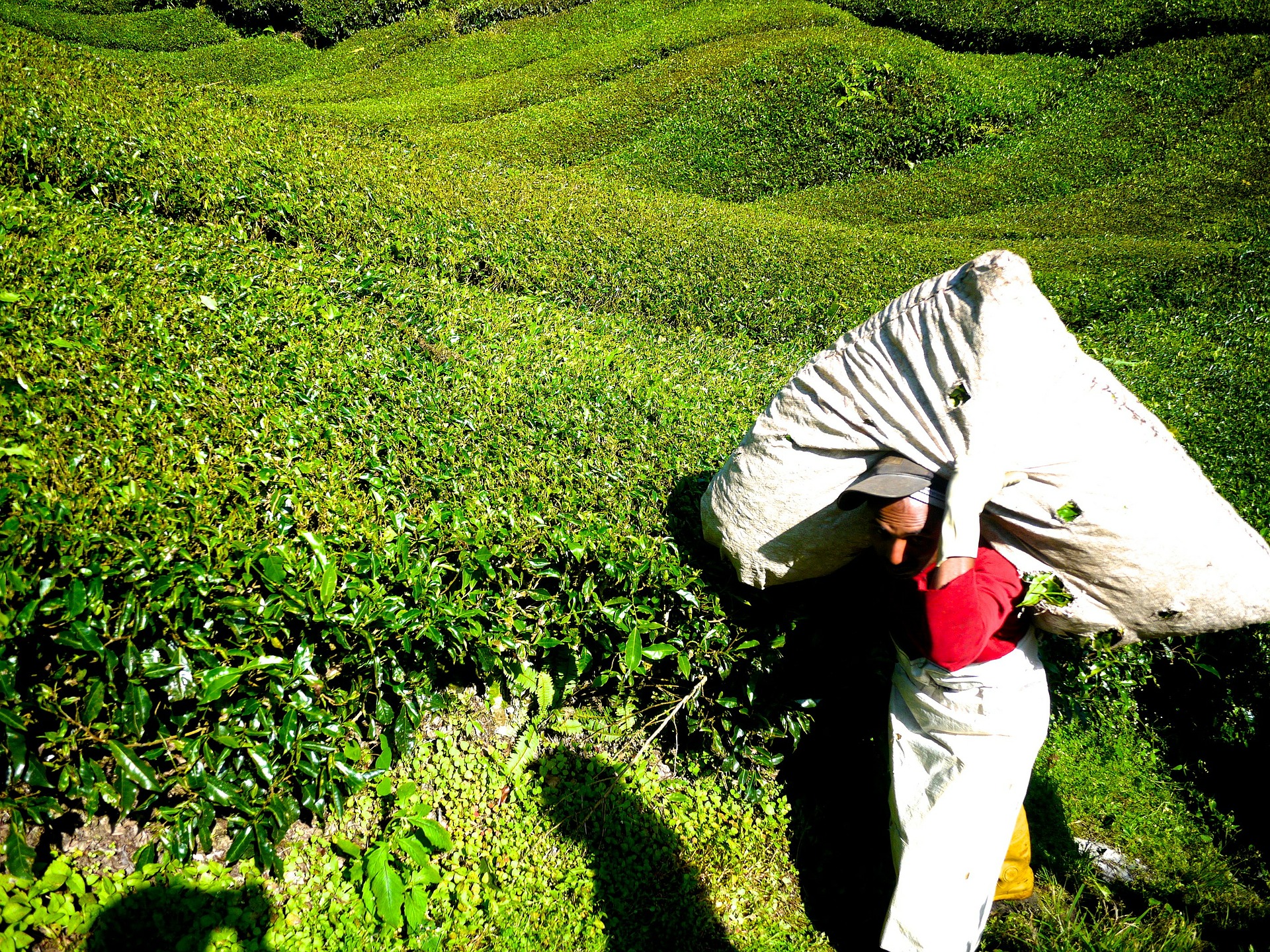 Tea plantation in Borneo