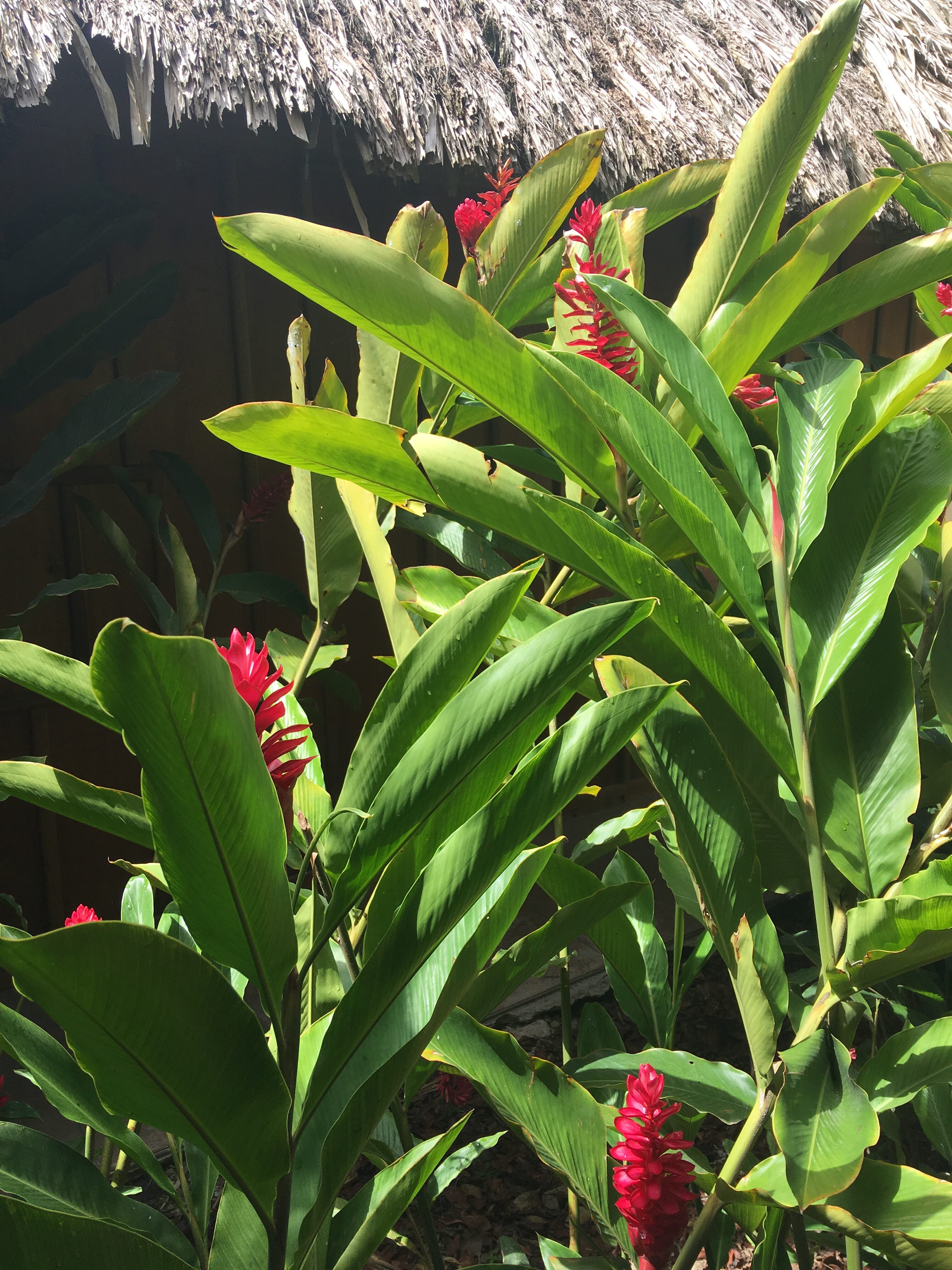 Groene bladen met roze bloemen voor een rieten lodge