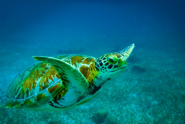 schildpad in de zee bij belize