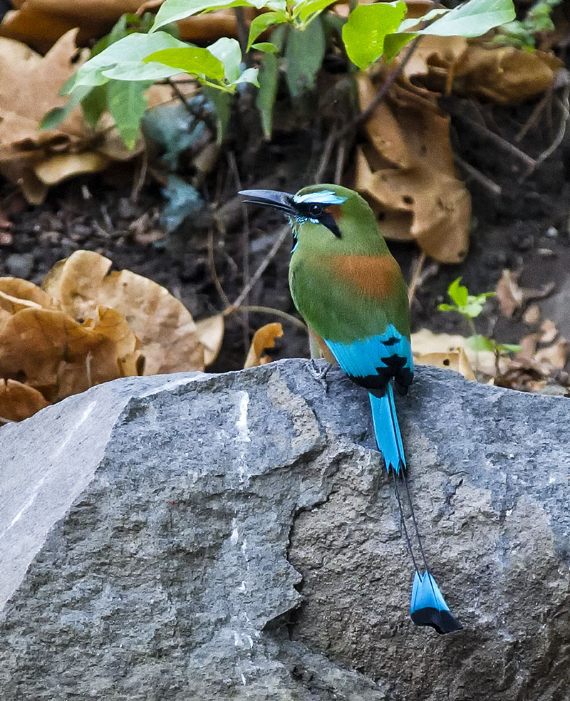turquoise browed motmot