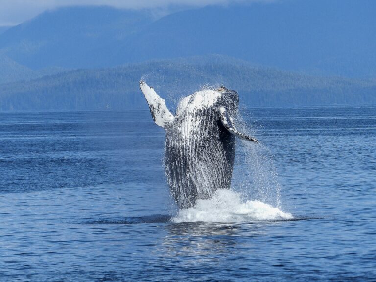 een humpback walvis die uit de zee omhoog springt