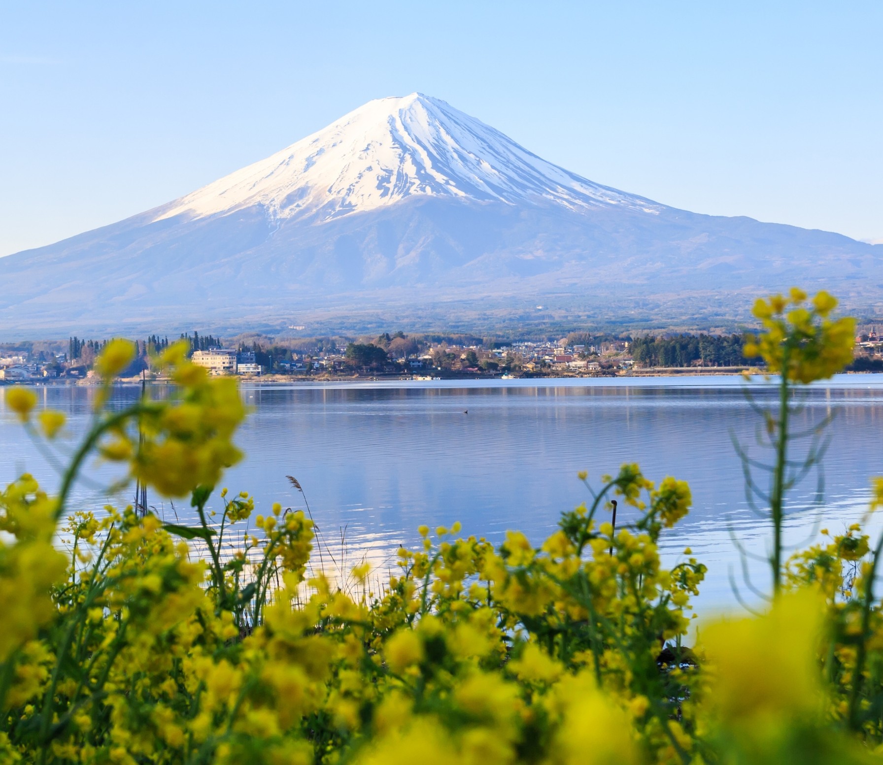 Iconische Mount Fuji in Japan met op voorgrond geelbloeiende planten