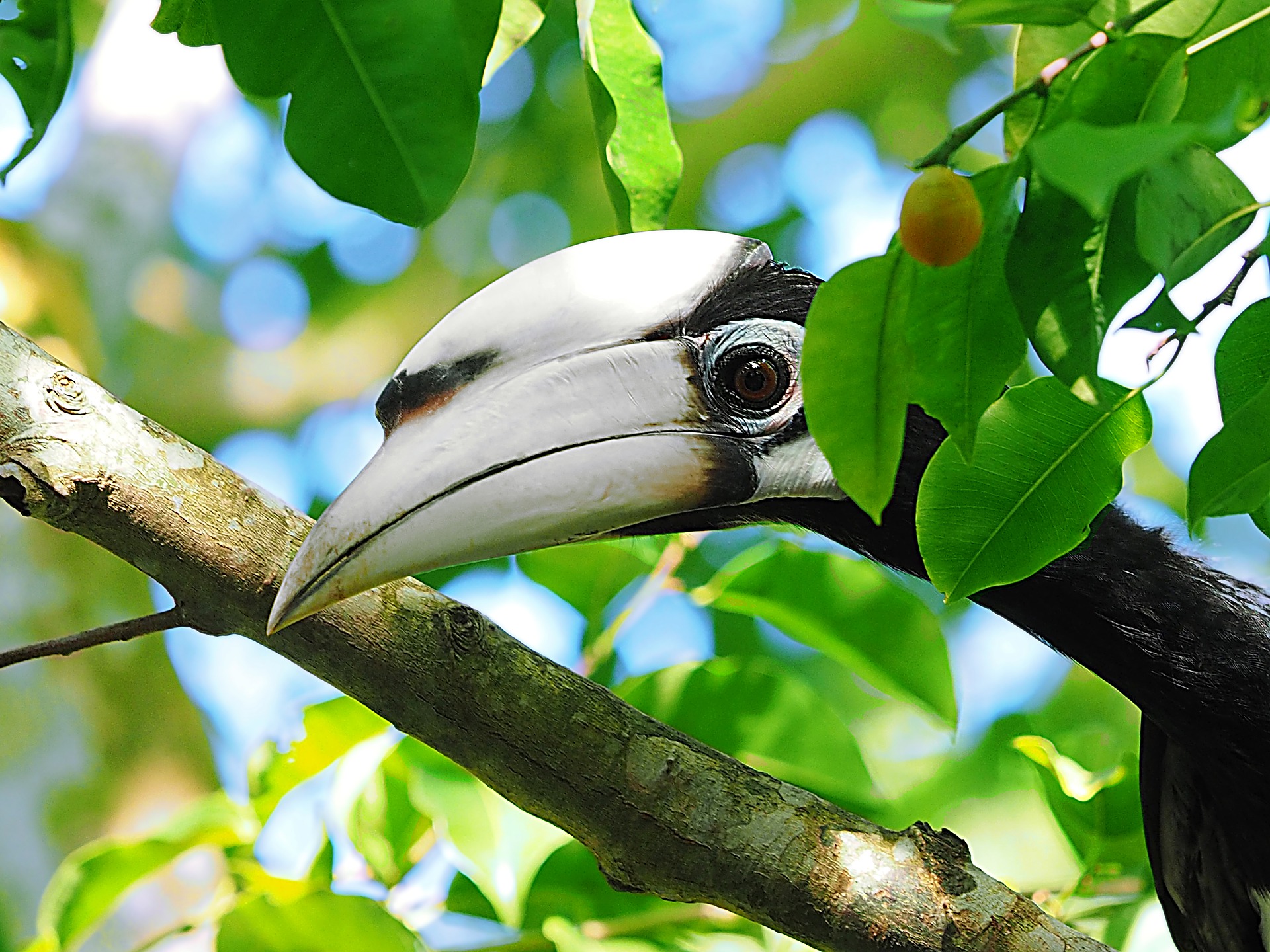 Vogel anthracoceros albirostris in Borneo