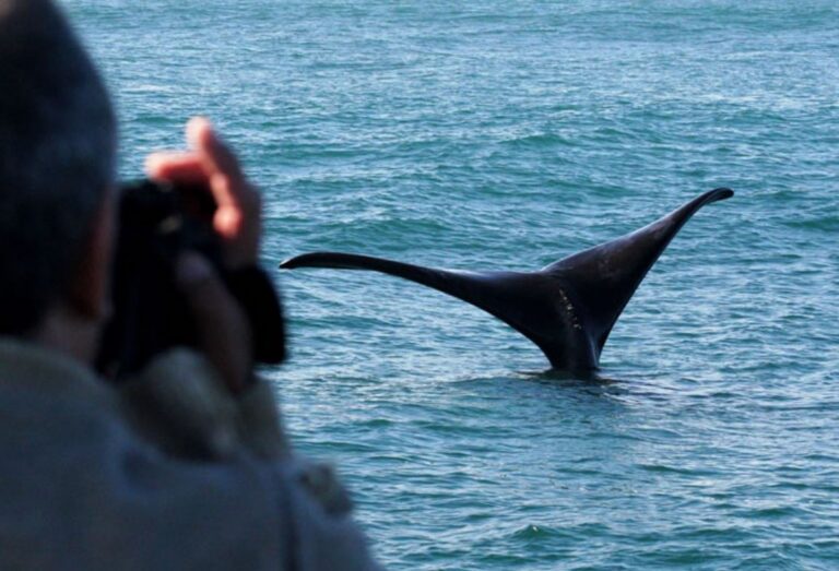 de staart van een walvis komt boven het water uit