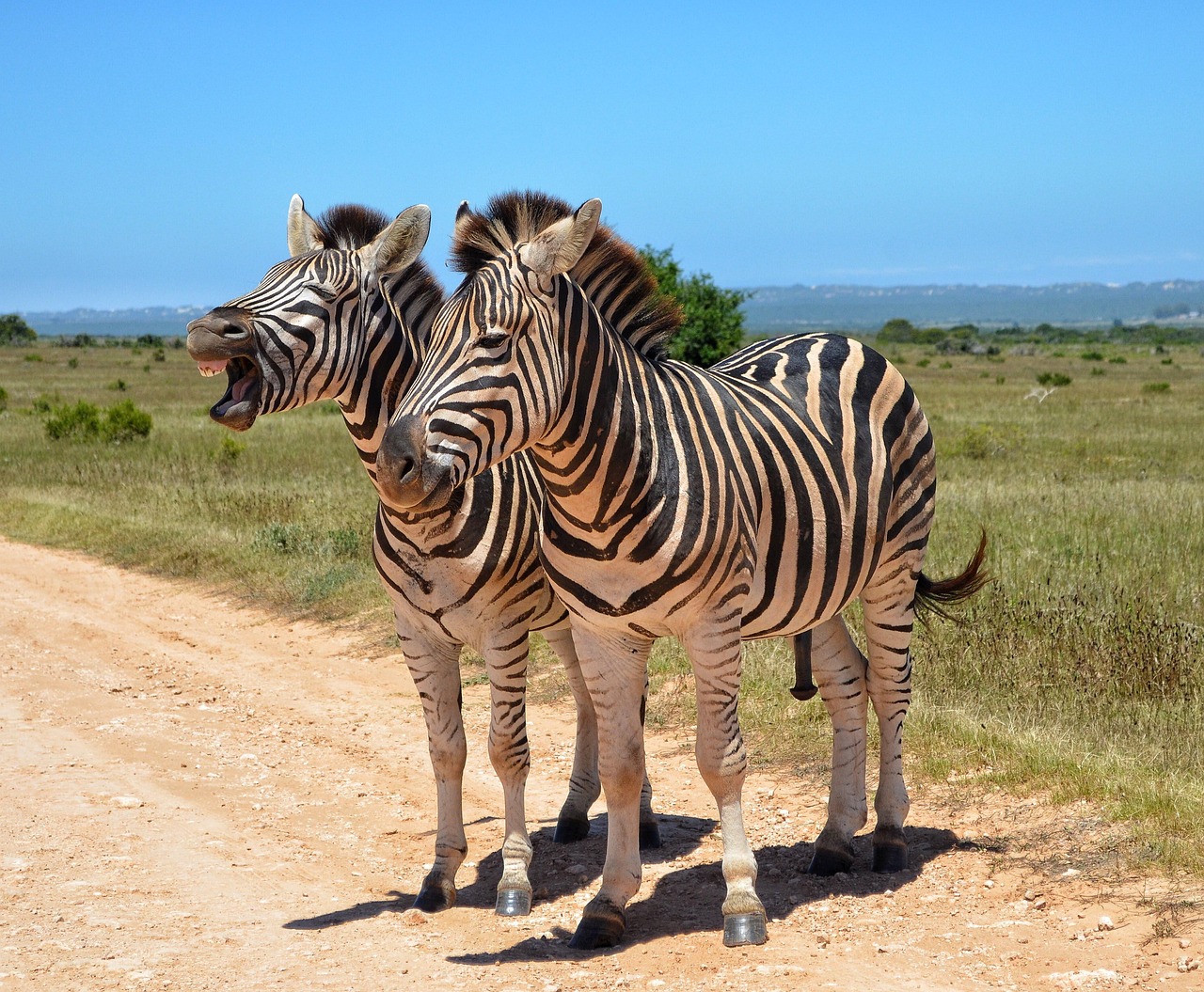 twee zebra's op de weg in zuid-afrika