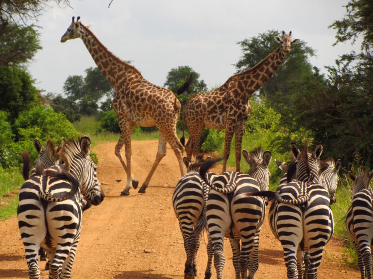 Zebra's en giraffes in natuurpark in Tanzania