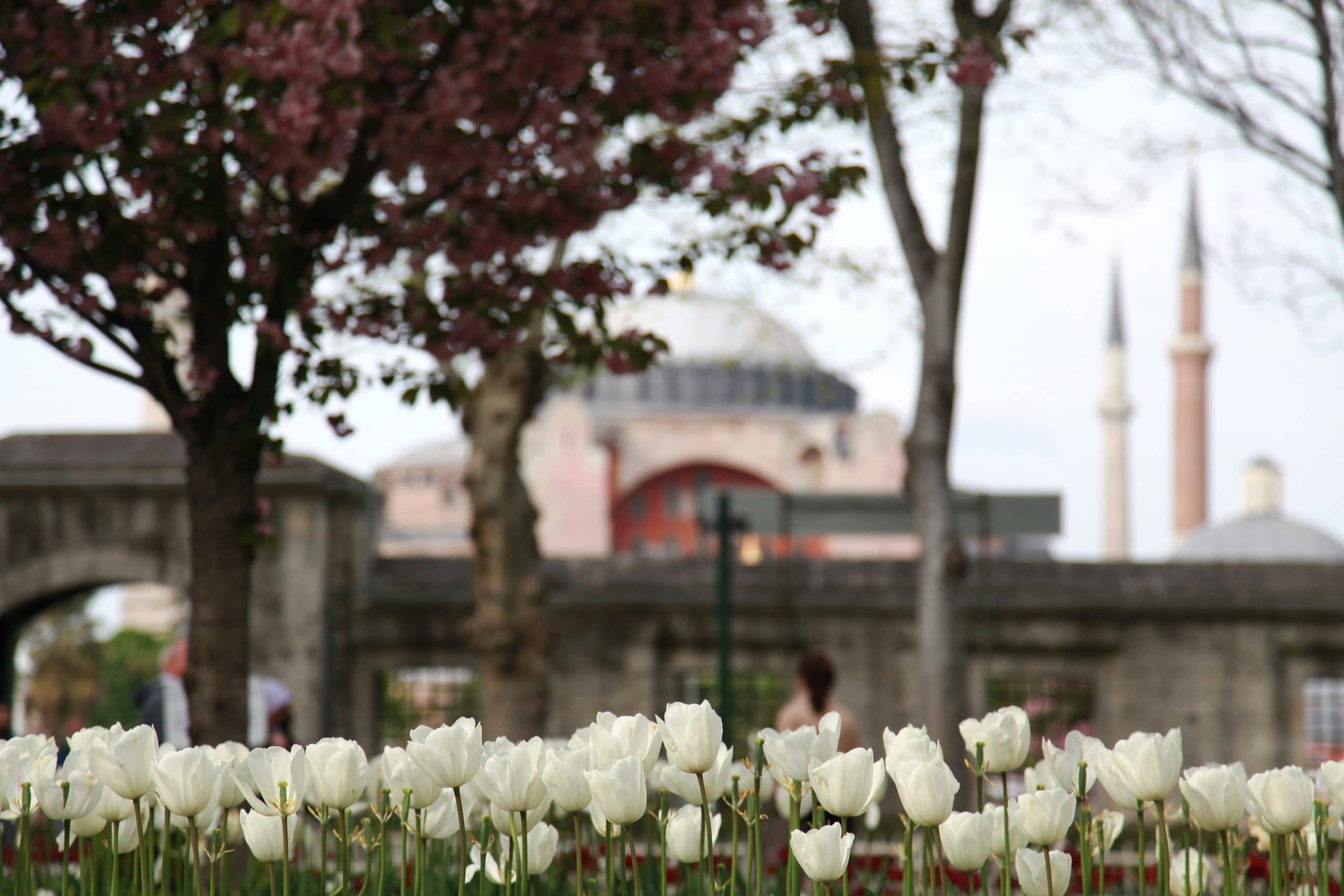 Bigger picture: Hagia Sophia reflecting a panaromic view of Turkish domestic arrays