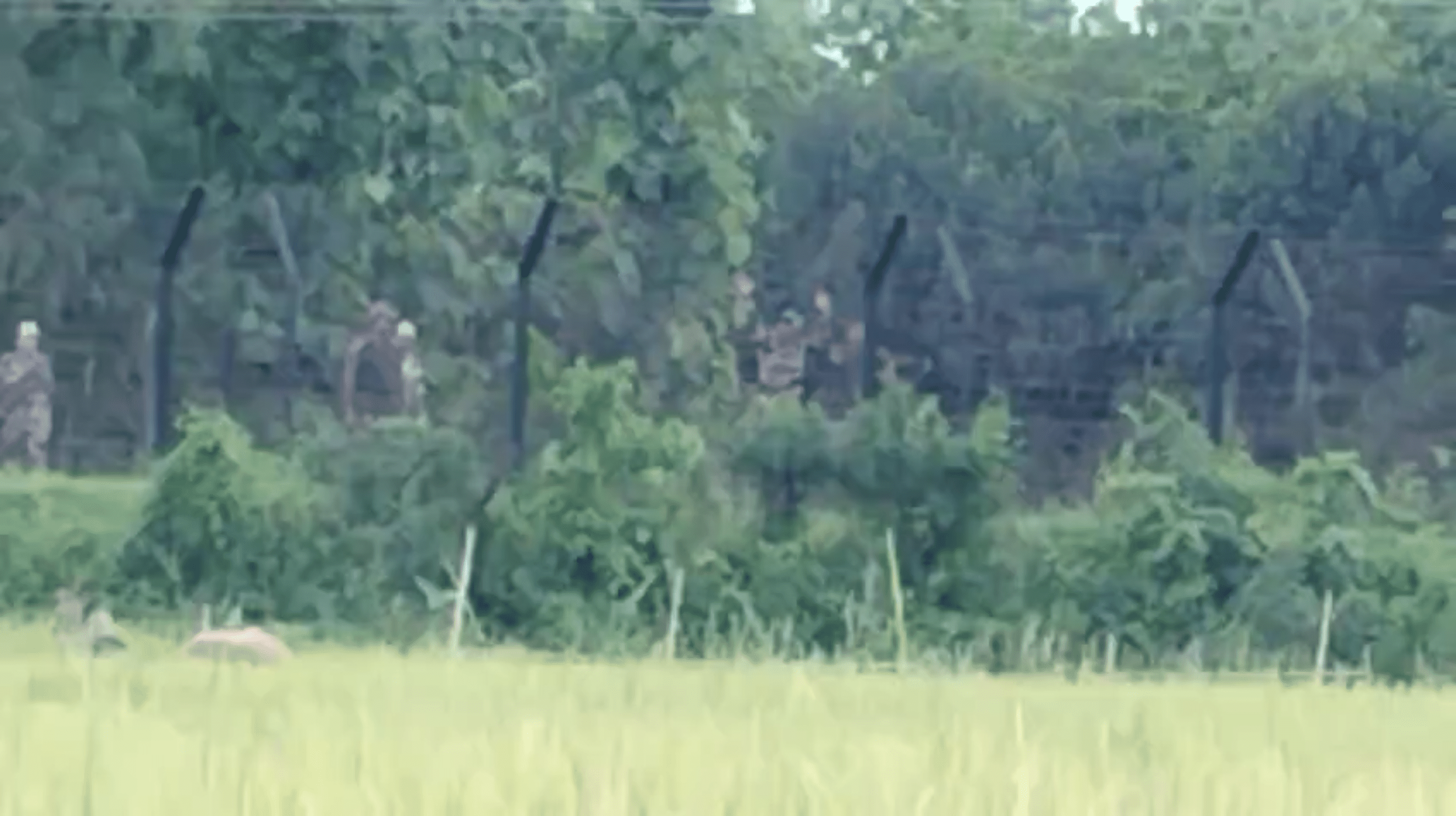 Declared foreigners from Assam say “We are Indians,” allege BSF pushed them into Bangladesh