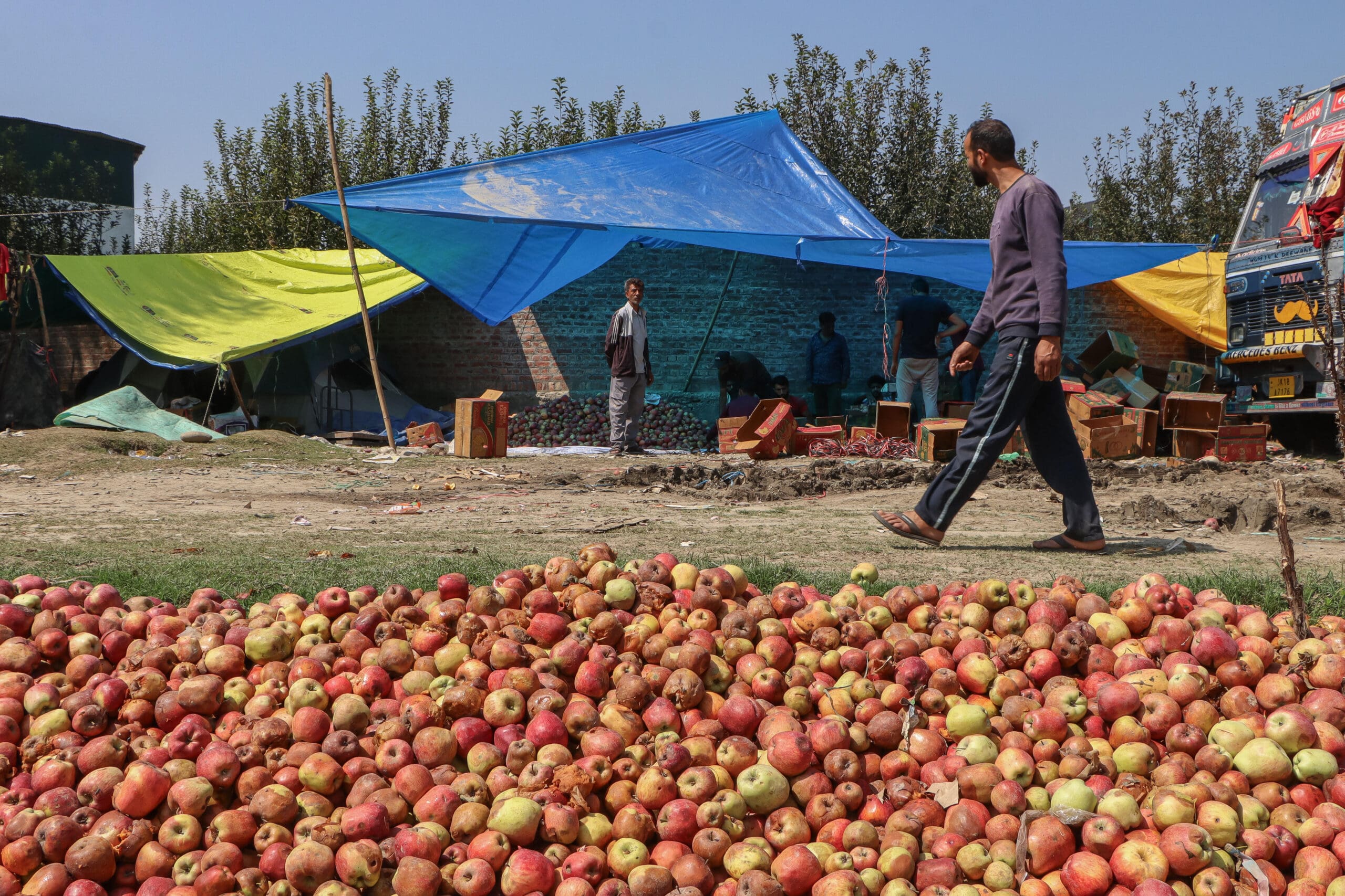 Kashmir’s apple growers watch their harvest rot as highway remains blocked for weeks